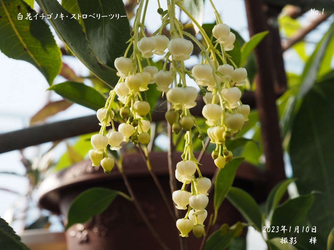 ⑪2023年１月10日撮影白花イチゴノキ