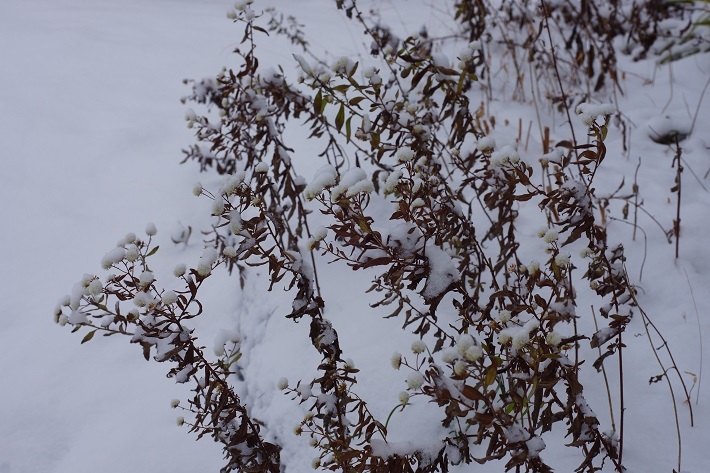 雪の野紺菊１