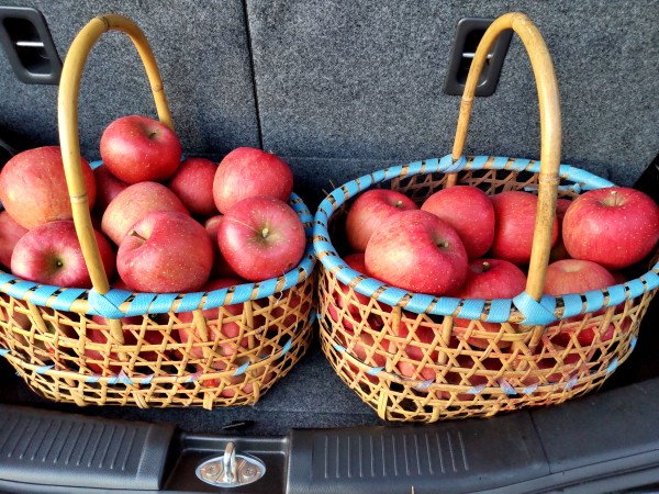 リンゴ狩りをしたかご2杯分のりんご