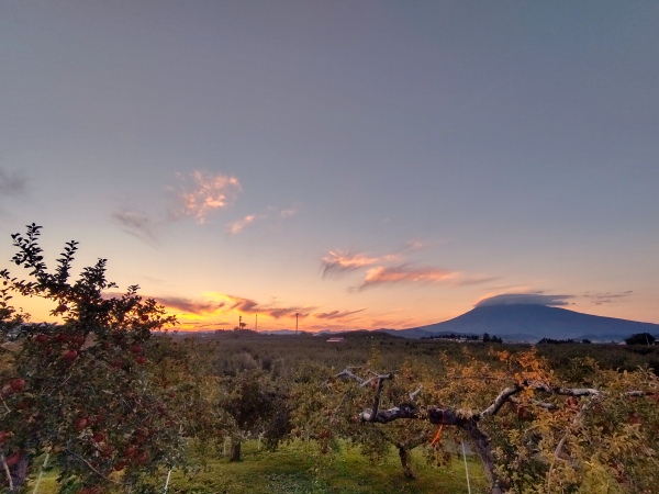 弘前のりんご畑といわき山の夕景