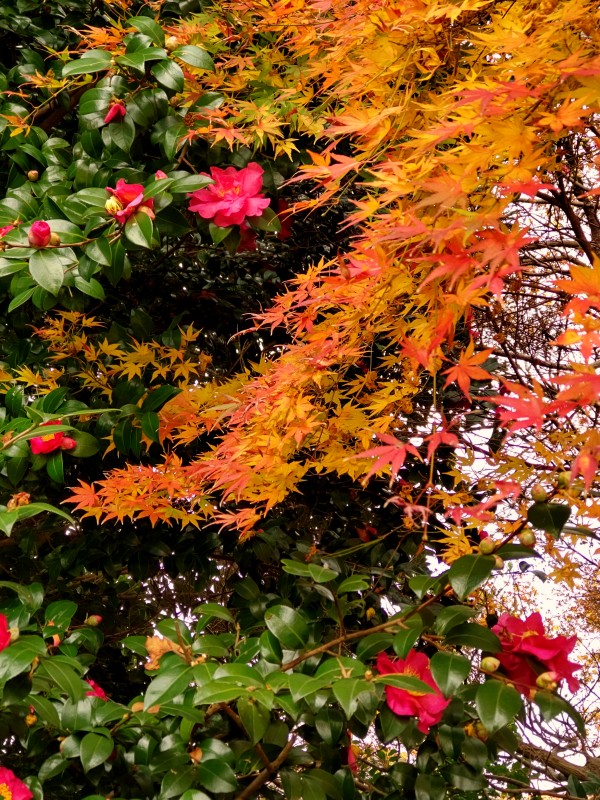 近所の公園の紅葉 もみじと山茶花