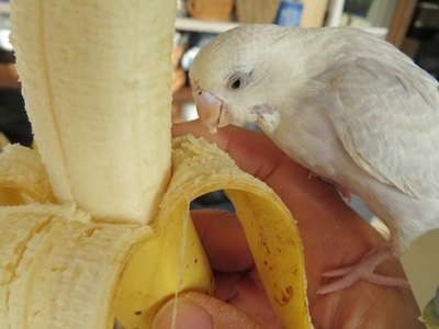 初バナナ