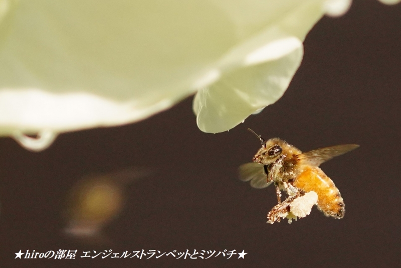 hiroの部屋 天使のトランペット「エンジェルストランペット」とミツバチ