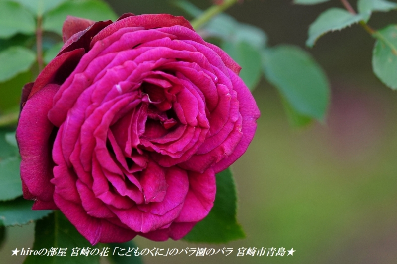 hiroの部屋 宮崎の花 「こどものくに」のバラ園のバラ 宮崎市青島