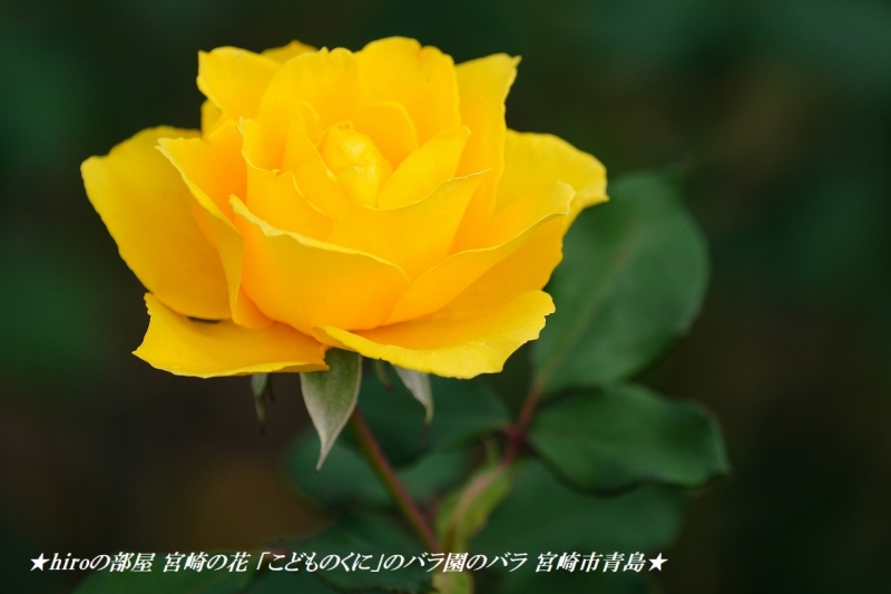 hiroの部屋 宮崎の花 「こどものくに」のバラ園のバラ 宮崎市青島