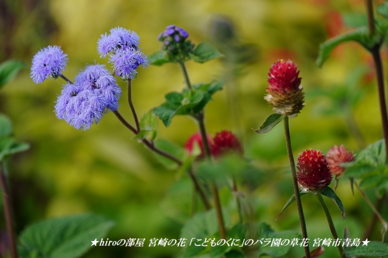 hiroの部屋 宮崎の花 「こどものくに」のバラ園の草花 宮崎市青島