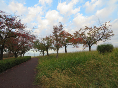 IMG_6803_1107小松川千本桜の紅葉と青空_400