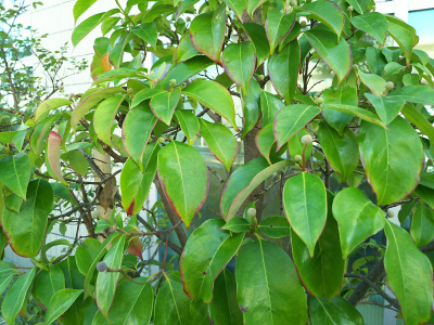 DSC_2012_0118常緑のヤマボウシの葉と丸い花芽 びっくり_400