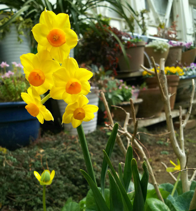 DSC_2055_0121 H団地の花壇黄色のスイセン_400