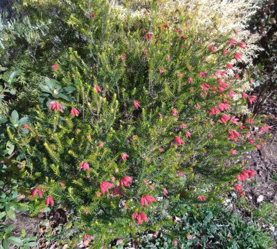 DSC_0026_0218エリカ ファイヤーヒースの赤い花：OJK公園入口の花壇_400
