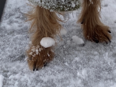 脚に雪玉がつくのは長毛犬のお約束。