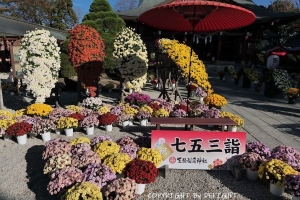 笠間稲荷神社菊祭り