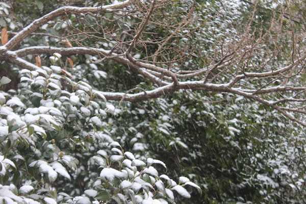 tokyo-machida-snow2023-3.jpg