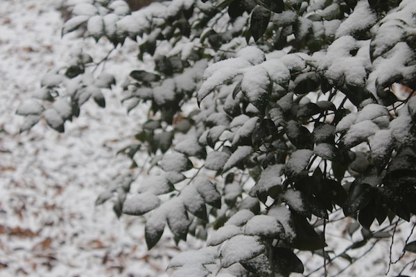 tokyo-machida-snow2023-4.jpg