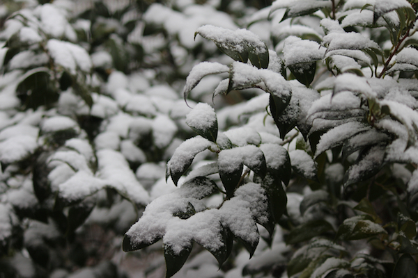 tokyo-machida-snow2023-5.jpg