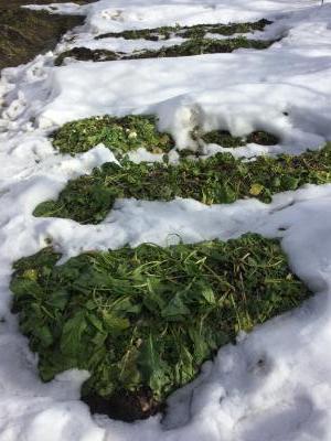 雪中茎立菜１遠景
